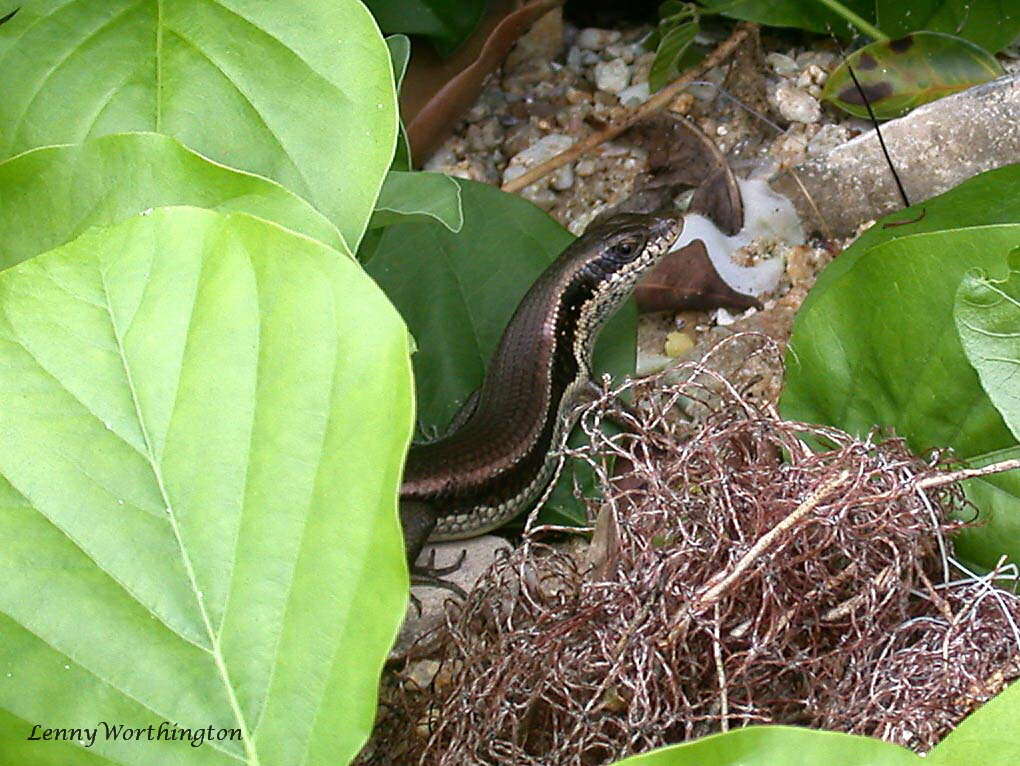 Image of Common Sun Skink