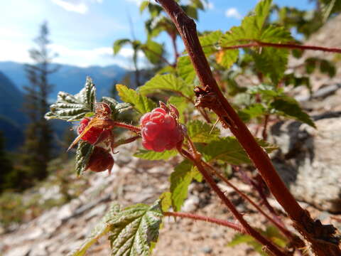 Image of grayleaf red raspberry