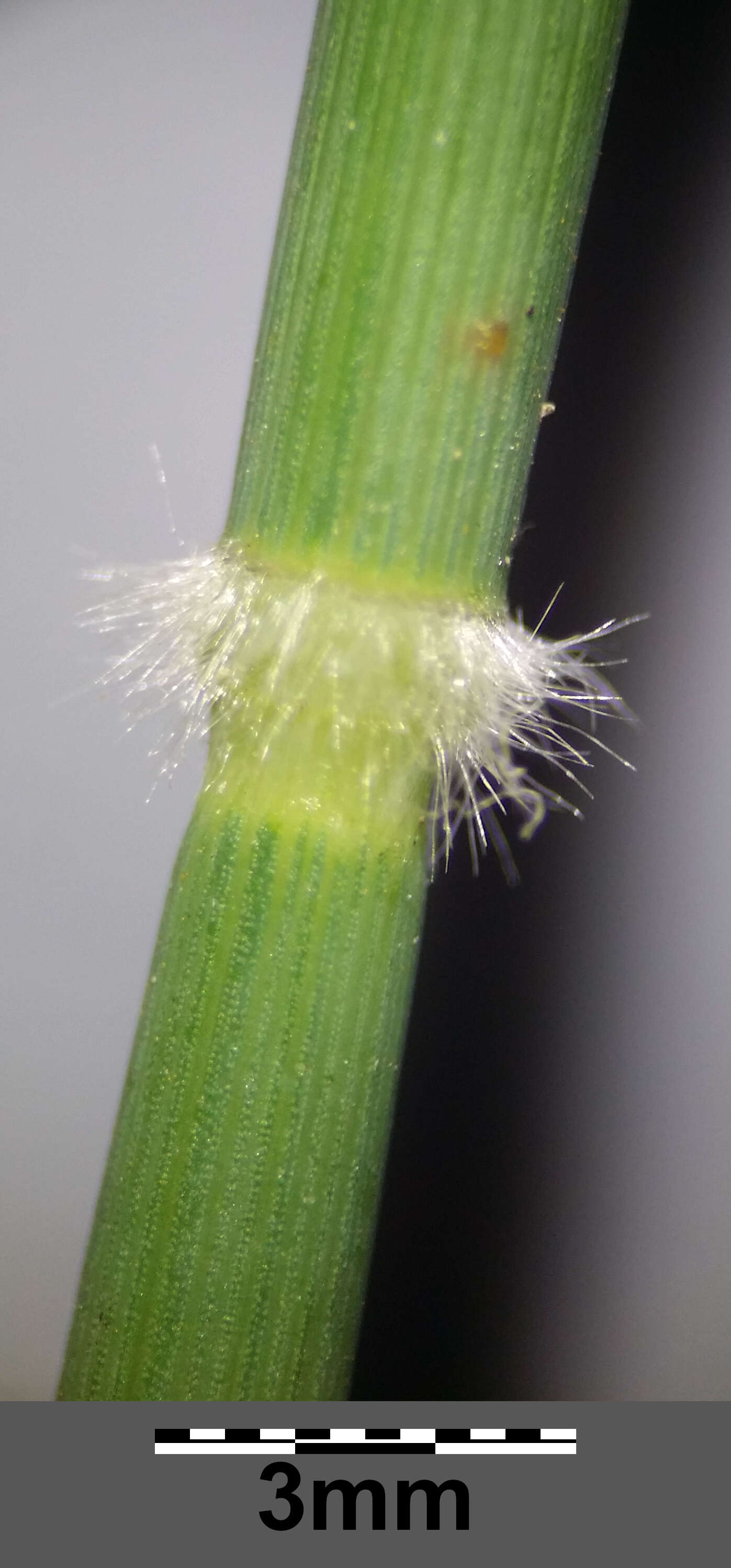 Image of Creeping Soft Grass