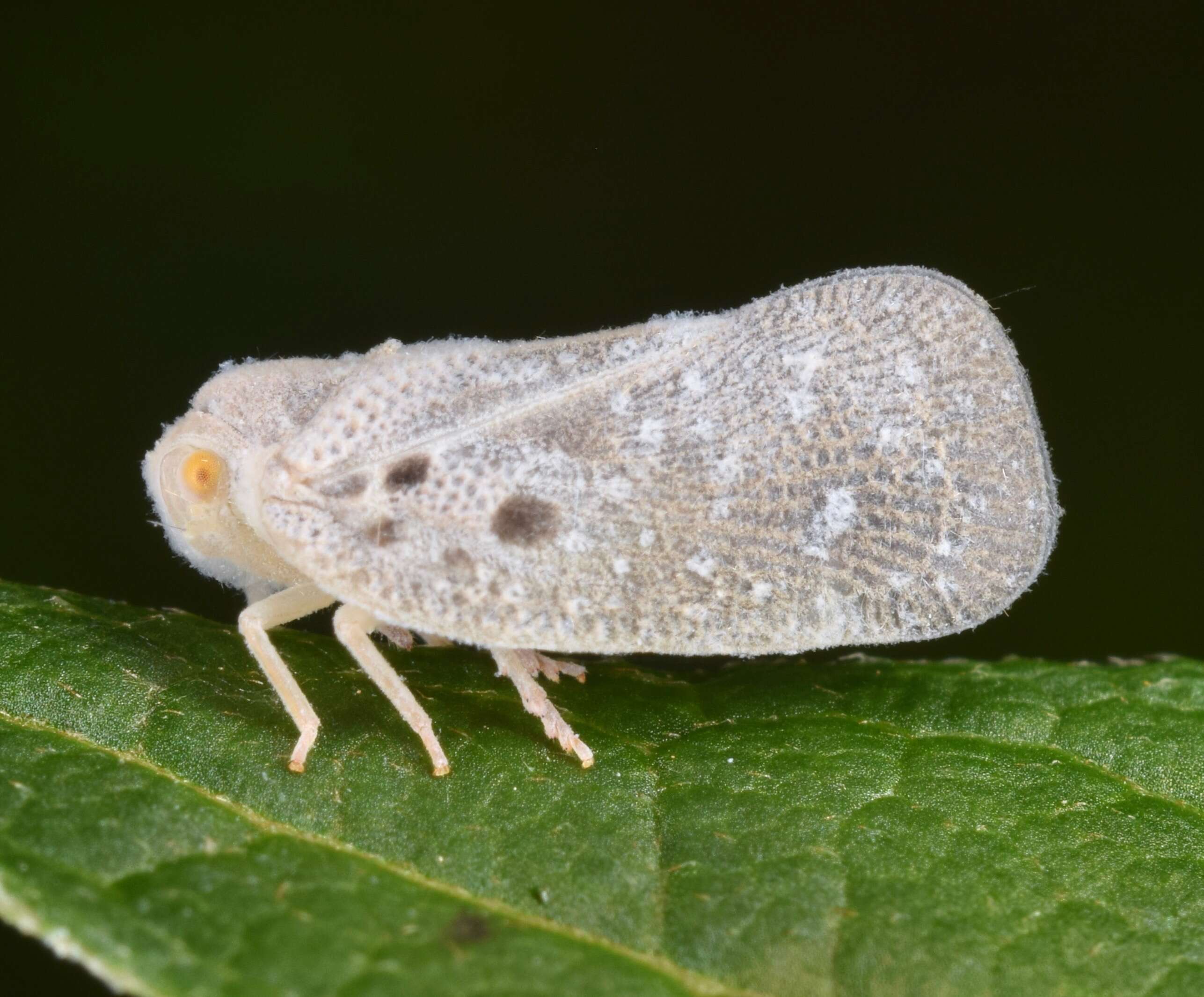 Image of Citrus Flatid Planthopper