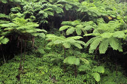 Image of West Indian treefern