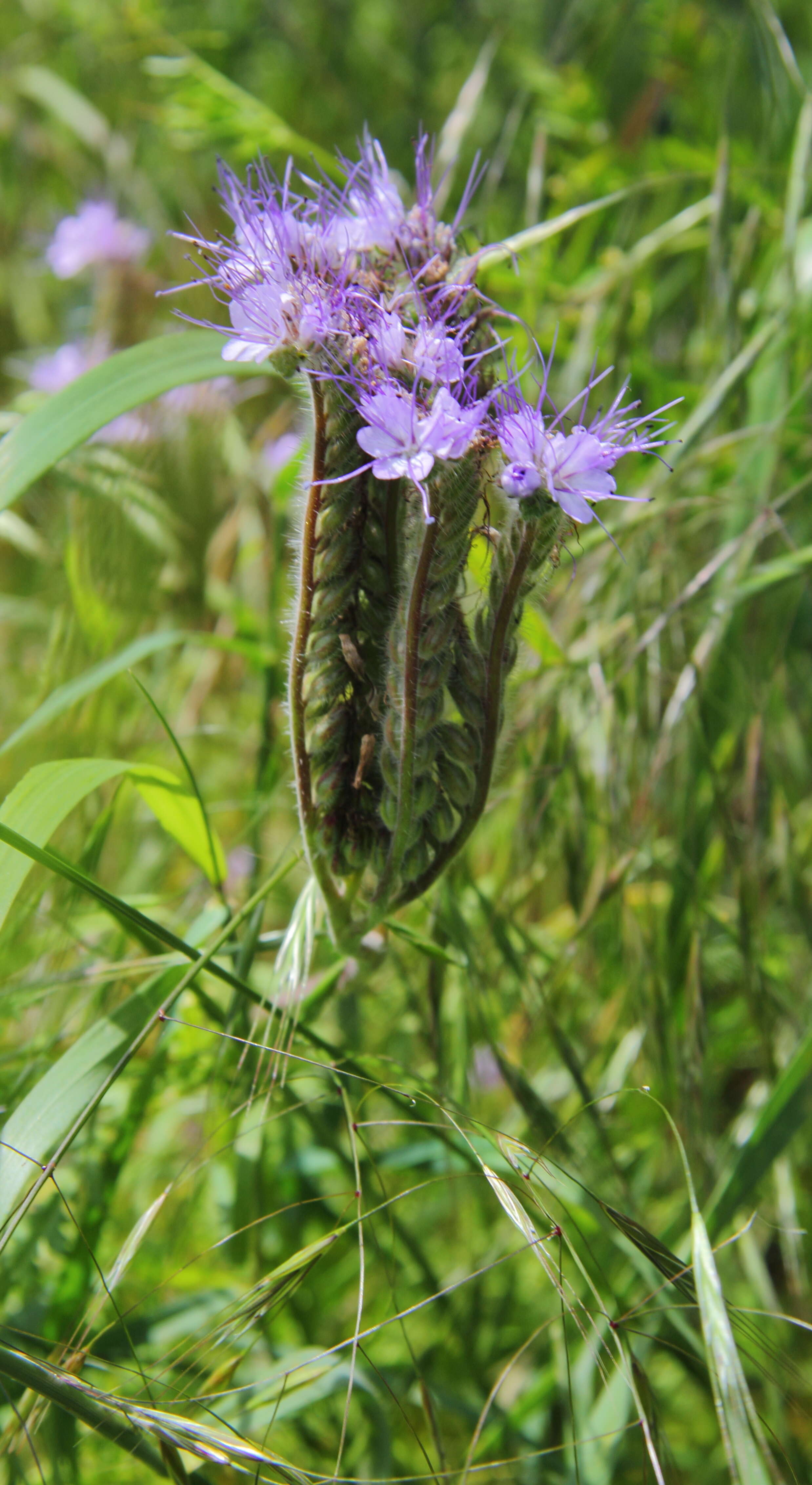 Image de Phacélie à feuilles de tanaisie