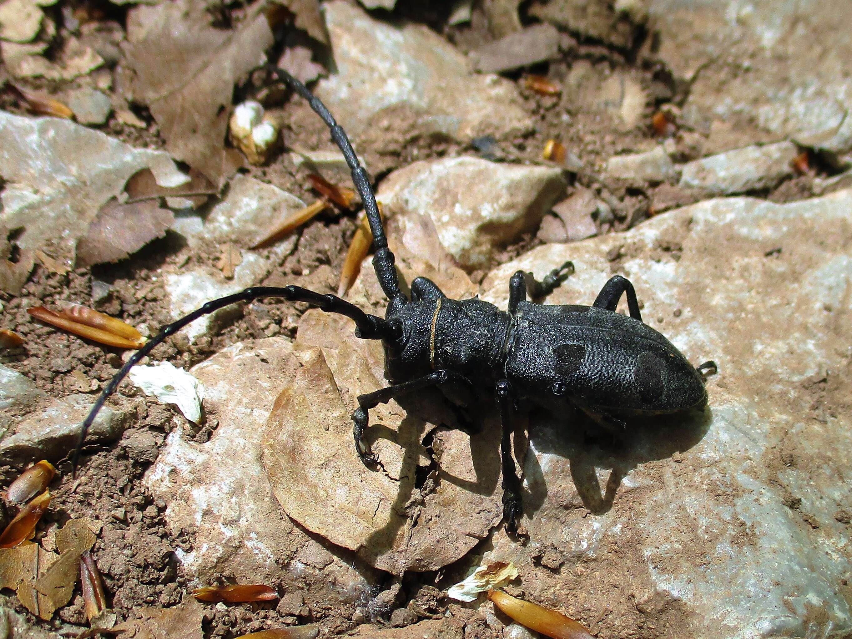 Image of Long-horned beetle