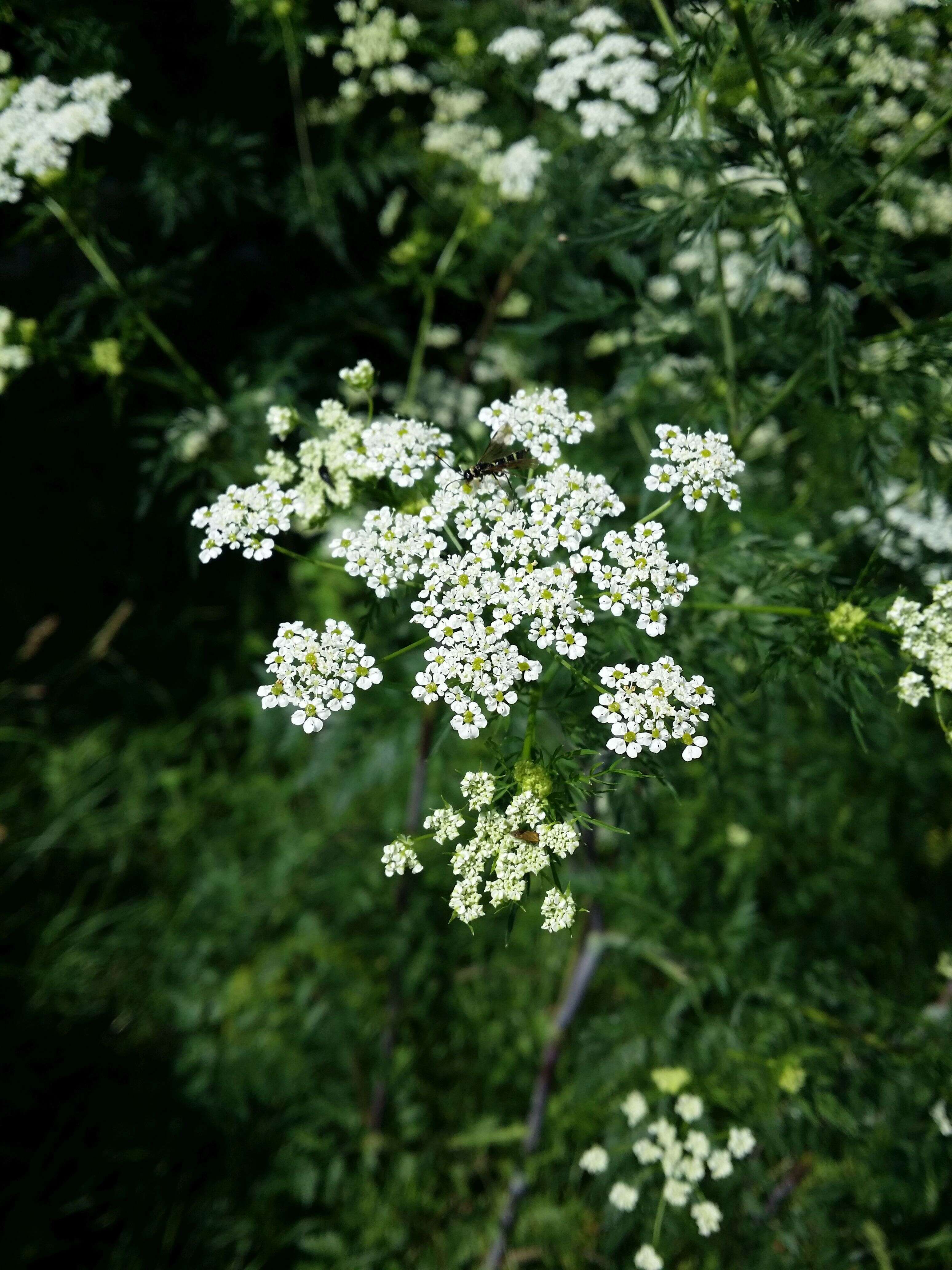 Image of bulbous chervil