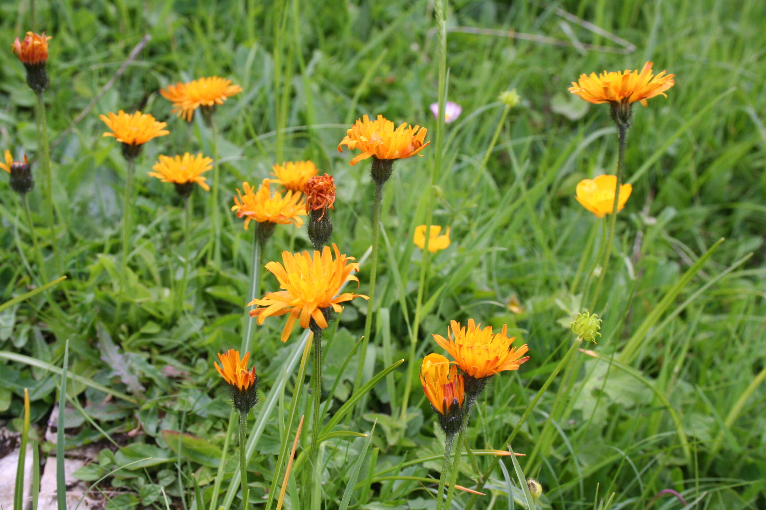 Imagem de Pilosella aurantiaca (L.) Sch. Bip., F. W. Schultz & Sch. Bip.