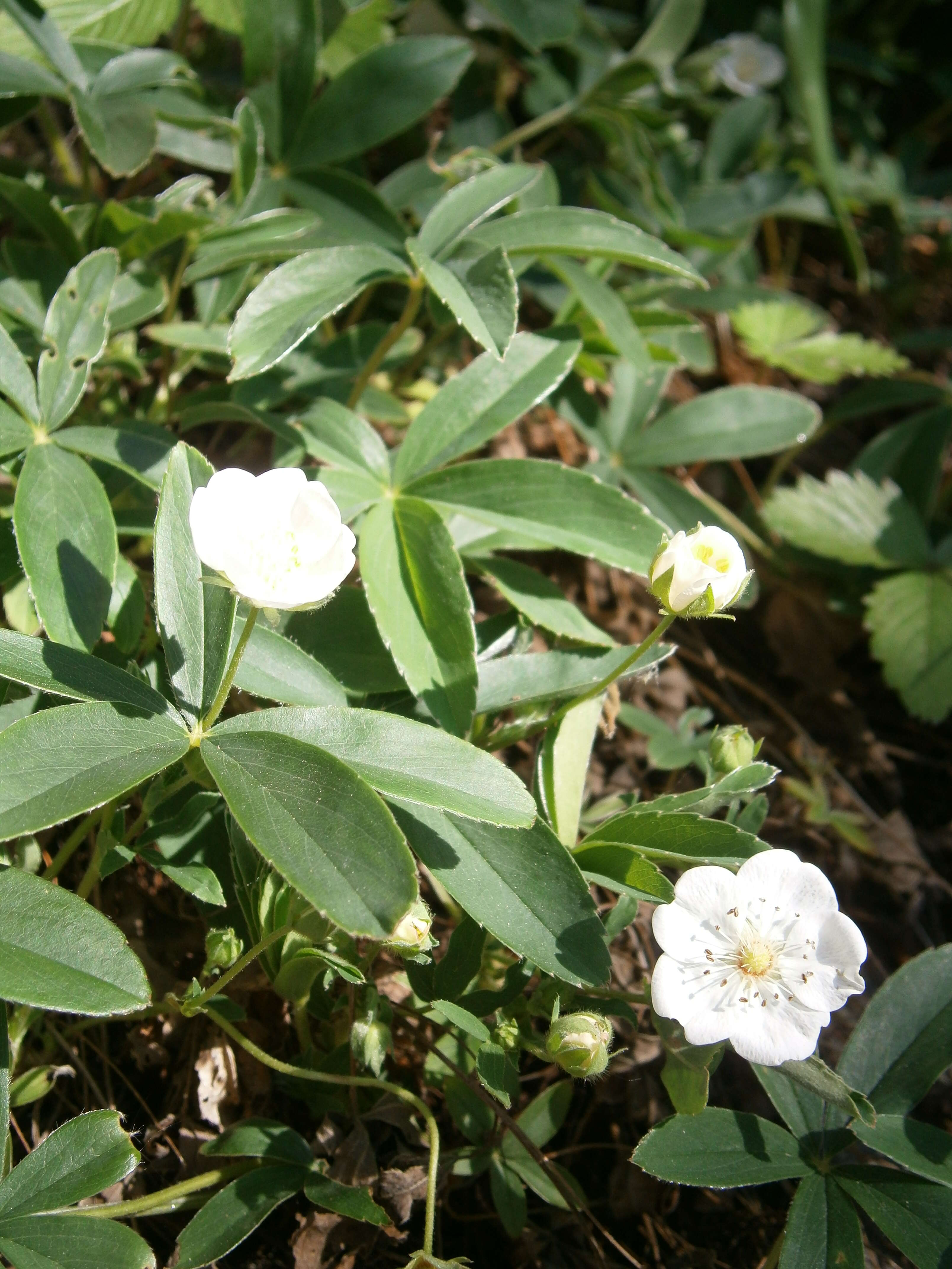 Image of White Cinquefoil