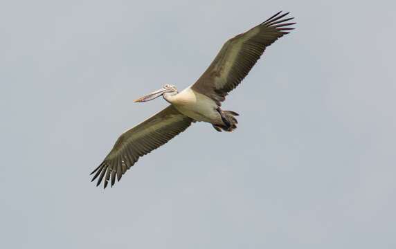 Image of Grey Pelican