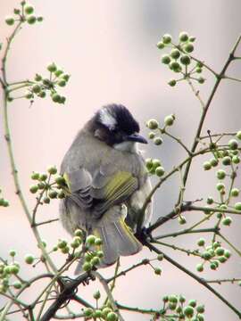 Image of Light-vented Bulbul