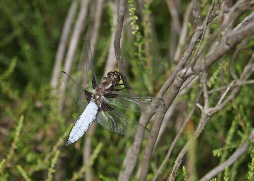 Image of Broad-bodied chaser