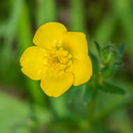 Ranunculus bulbosus L.的圖片