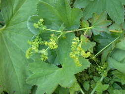 Image of hairy lady's mantle