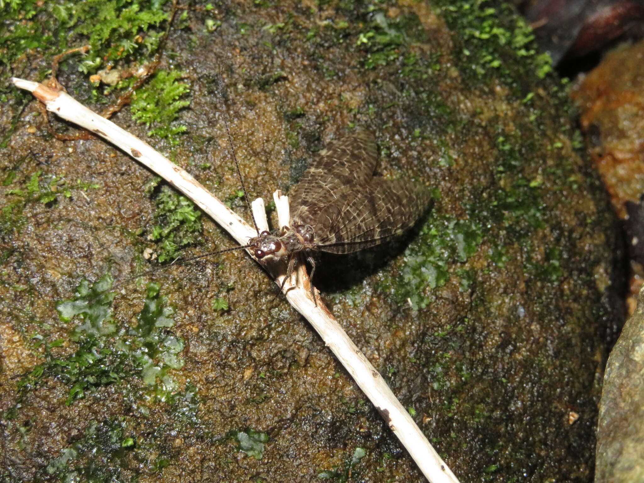 Image of New Zealand dobsonfly