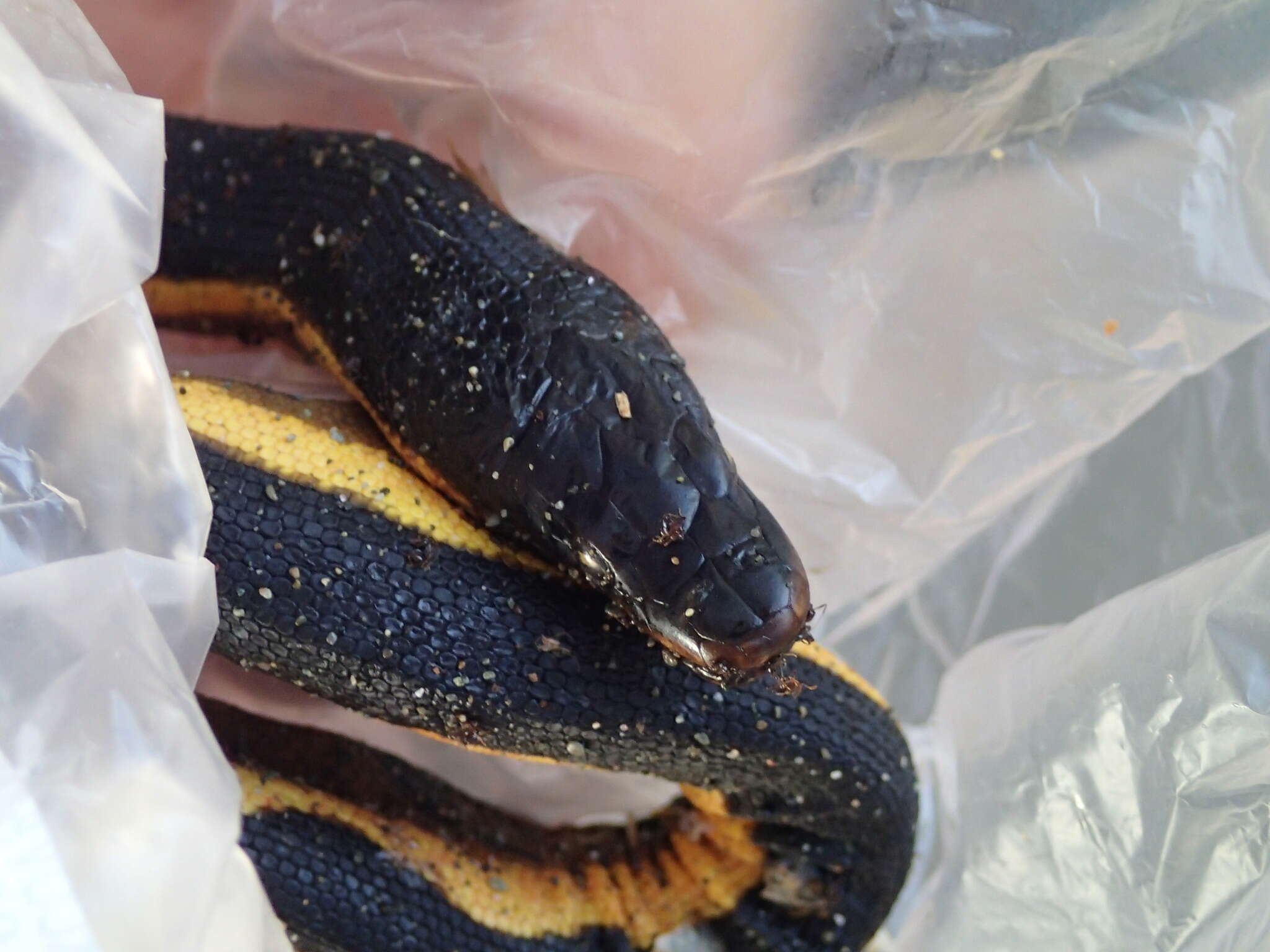 Image of Yellow-bellied sea snake