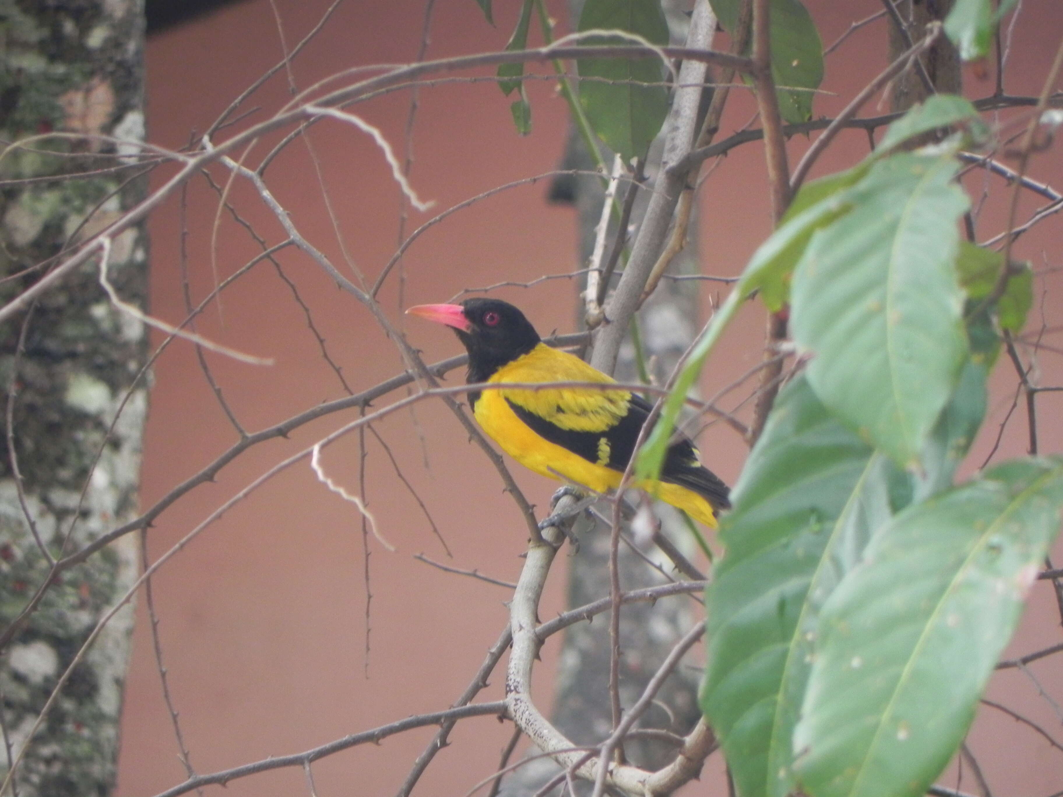 Image of Black-hooded Oriole