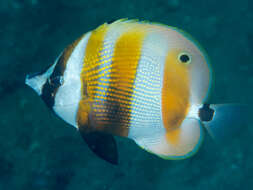 Image of Orangebanded coralfish