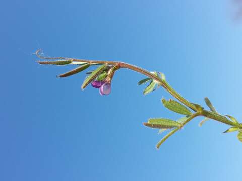 Imagem de Vicia lathyroides L.