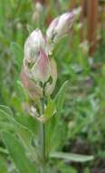 Imagem de Salvia officinalis L.