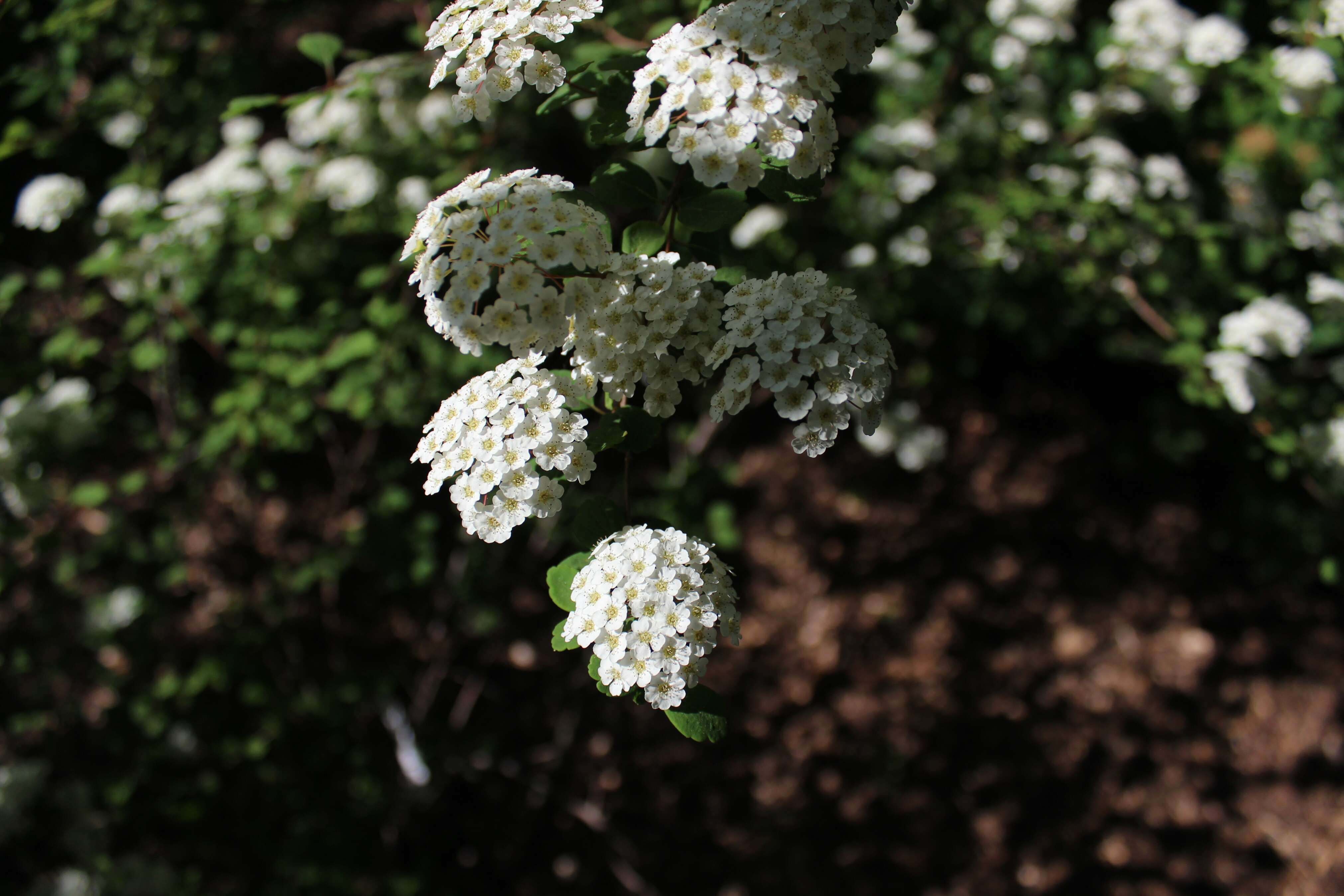 Image of Asian meadowsweet