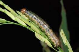 Image of Fall Armyworm Moth