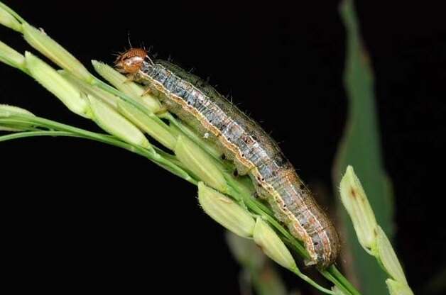 Image of Fall Armyworm Moth