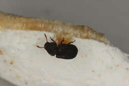 Image of Eledona agricola