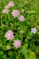 Imagem de Astrantia maxima Pall.