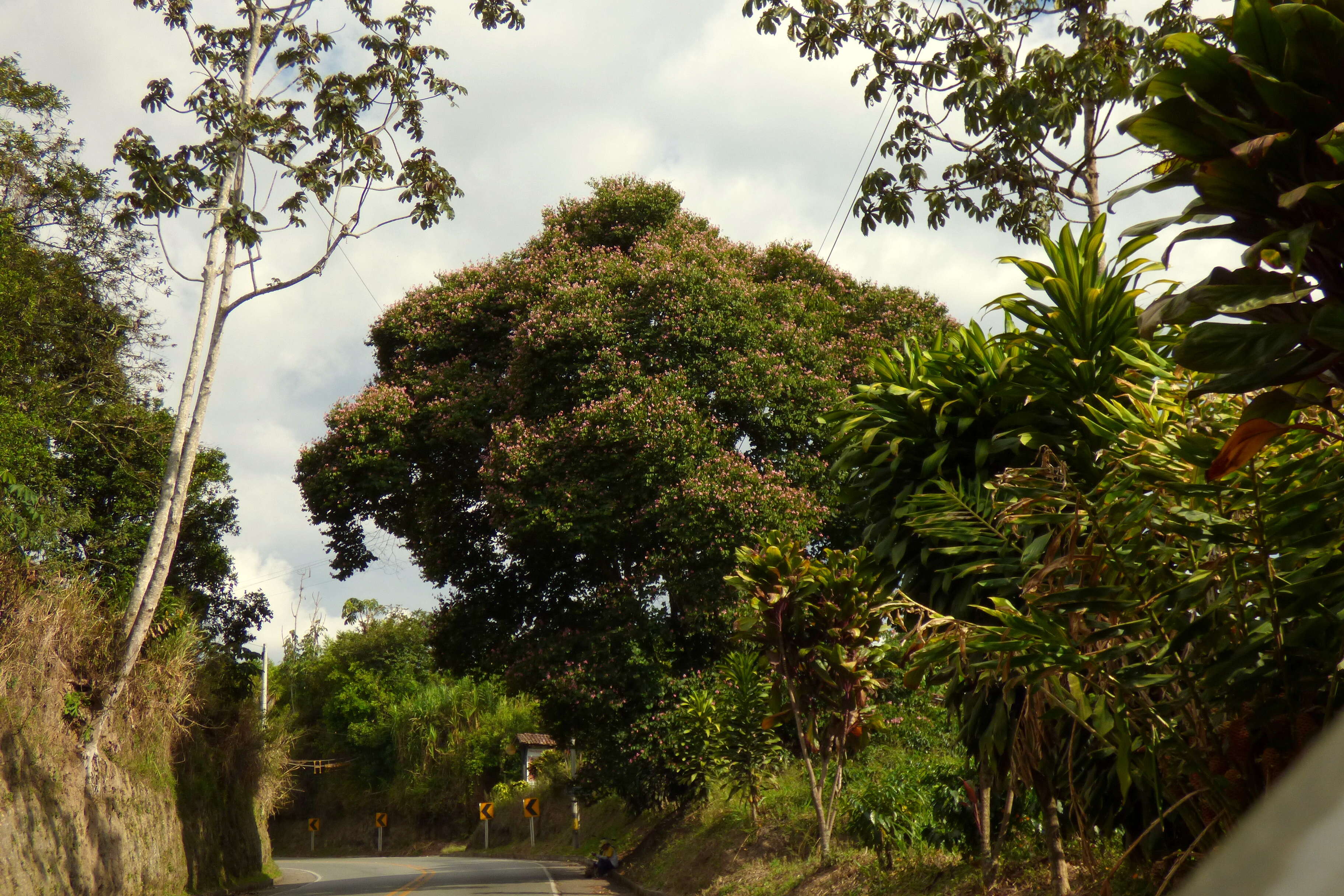 Image of Bauhinia picta (Kunth) DC.