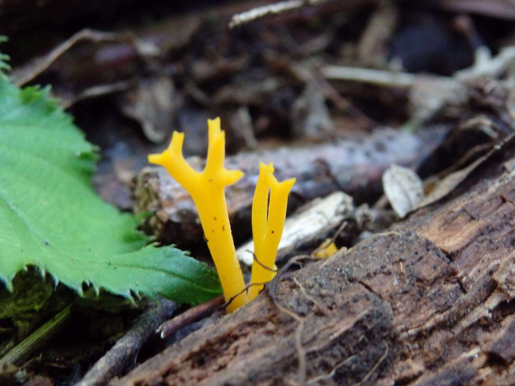 Image of Calocera viscosa (Pers.) Fr. 1821