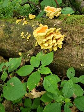 Image of Bracket Fungus