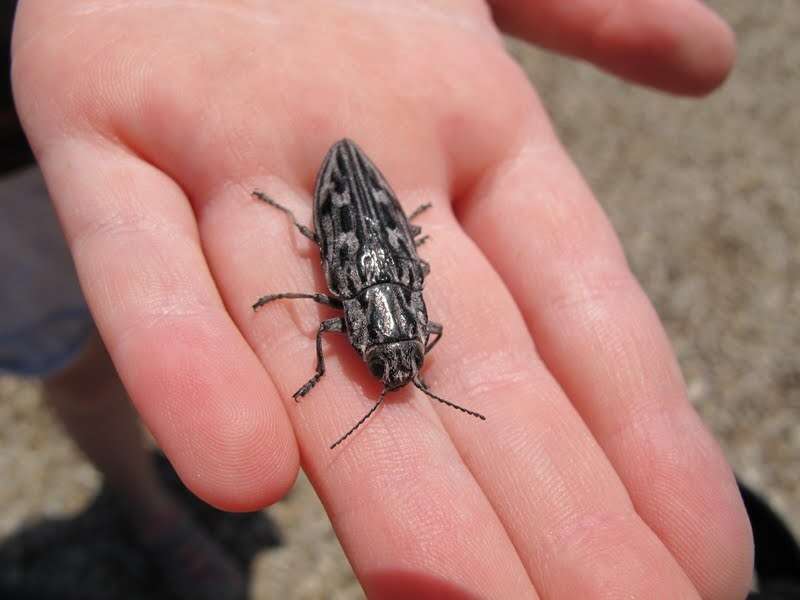 Image of Western Sculptured Pine Borer