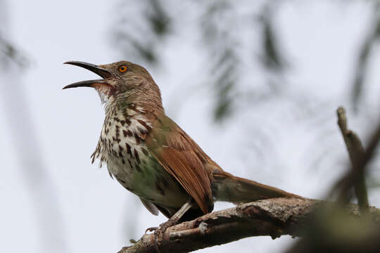 صورة Toxostoma longirostre (Lafresnaye 1838)