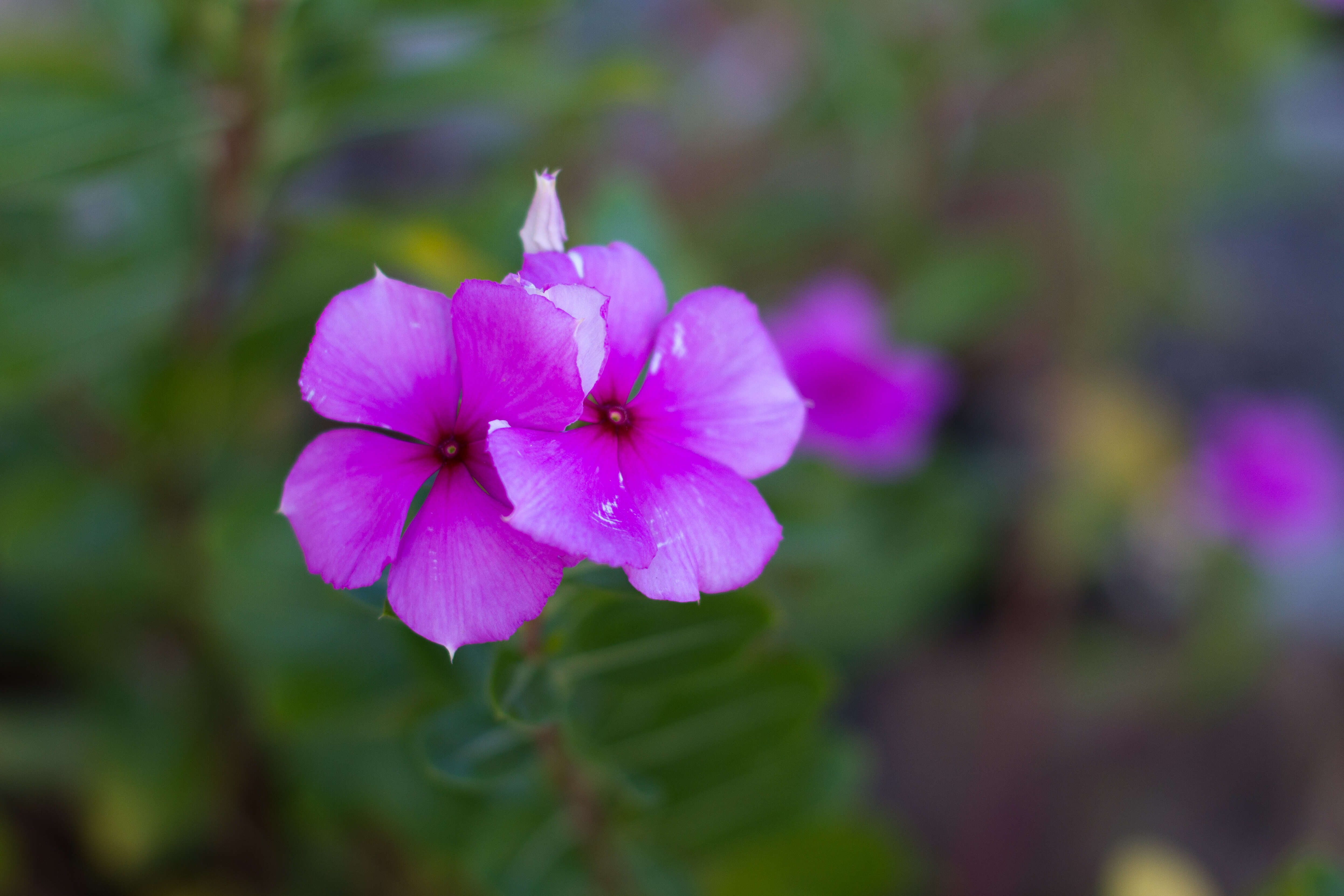 Image of Madagascar periwinkle