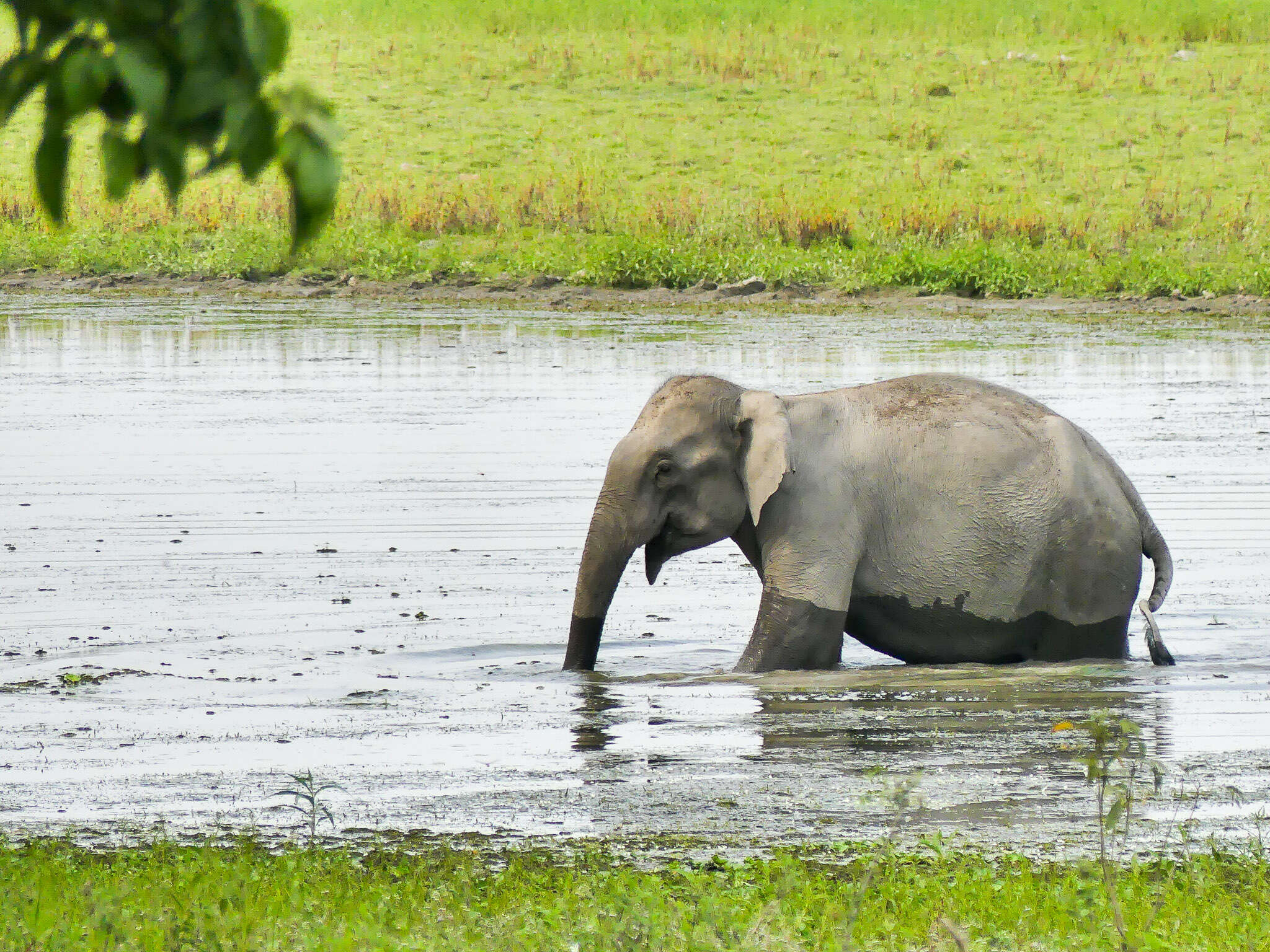 Image of Elephas Linnaeus 1758