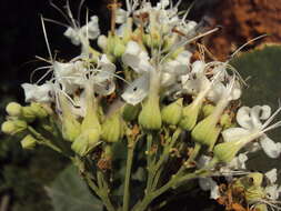 Image of Clerodendrum infortunatum L.