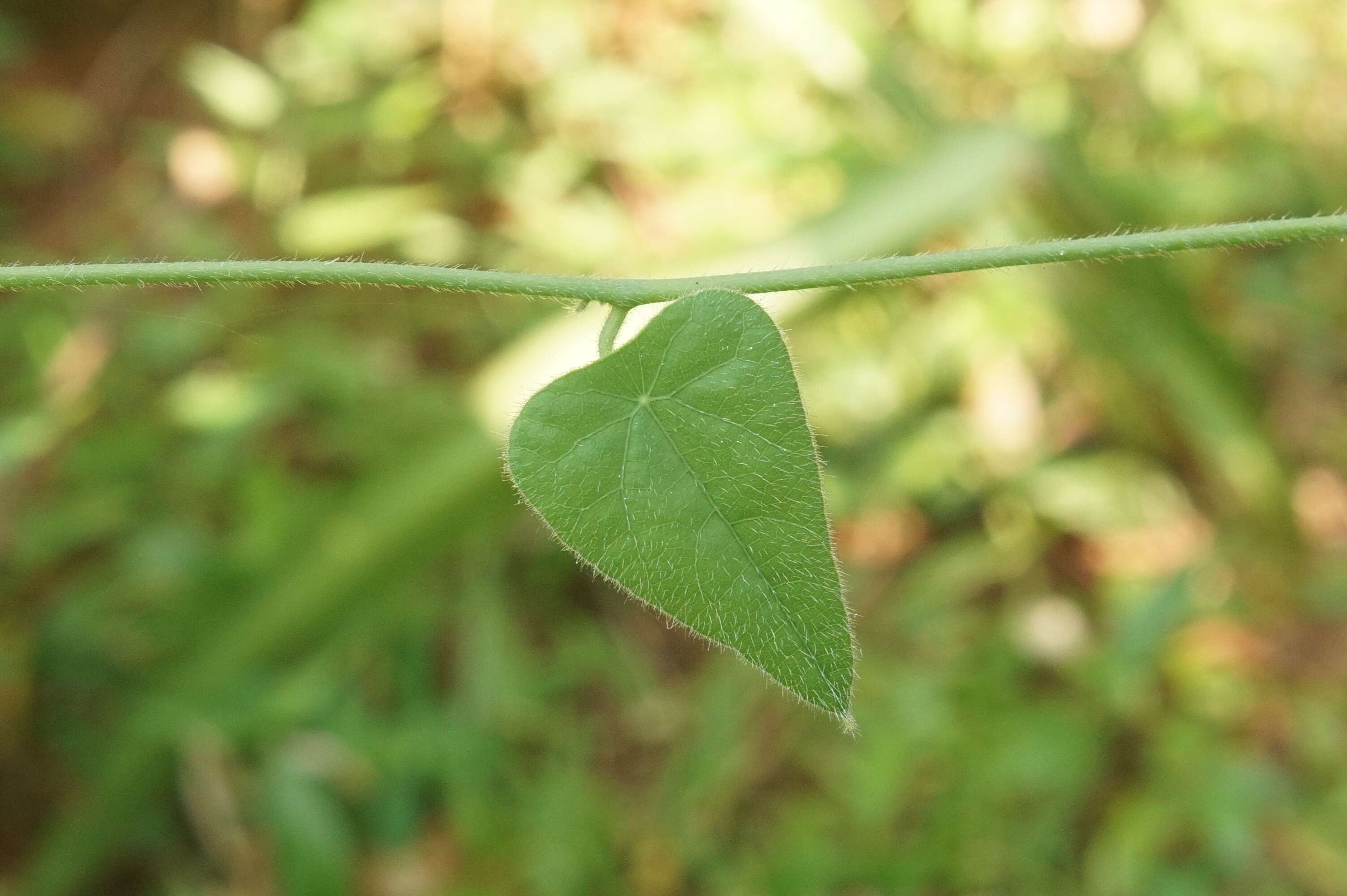 Image of Cyclea peltata Hook. fil. & Thoms.