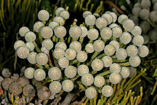 Image of Brunia noduliflora P Goldblatt & J. C. Manning