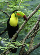 Image of Keel-billed Toucan