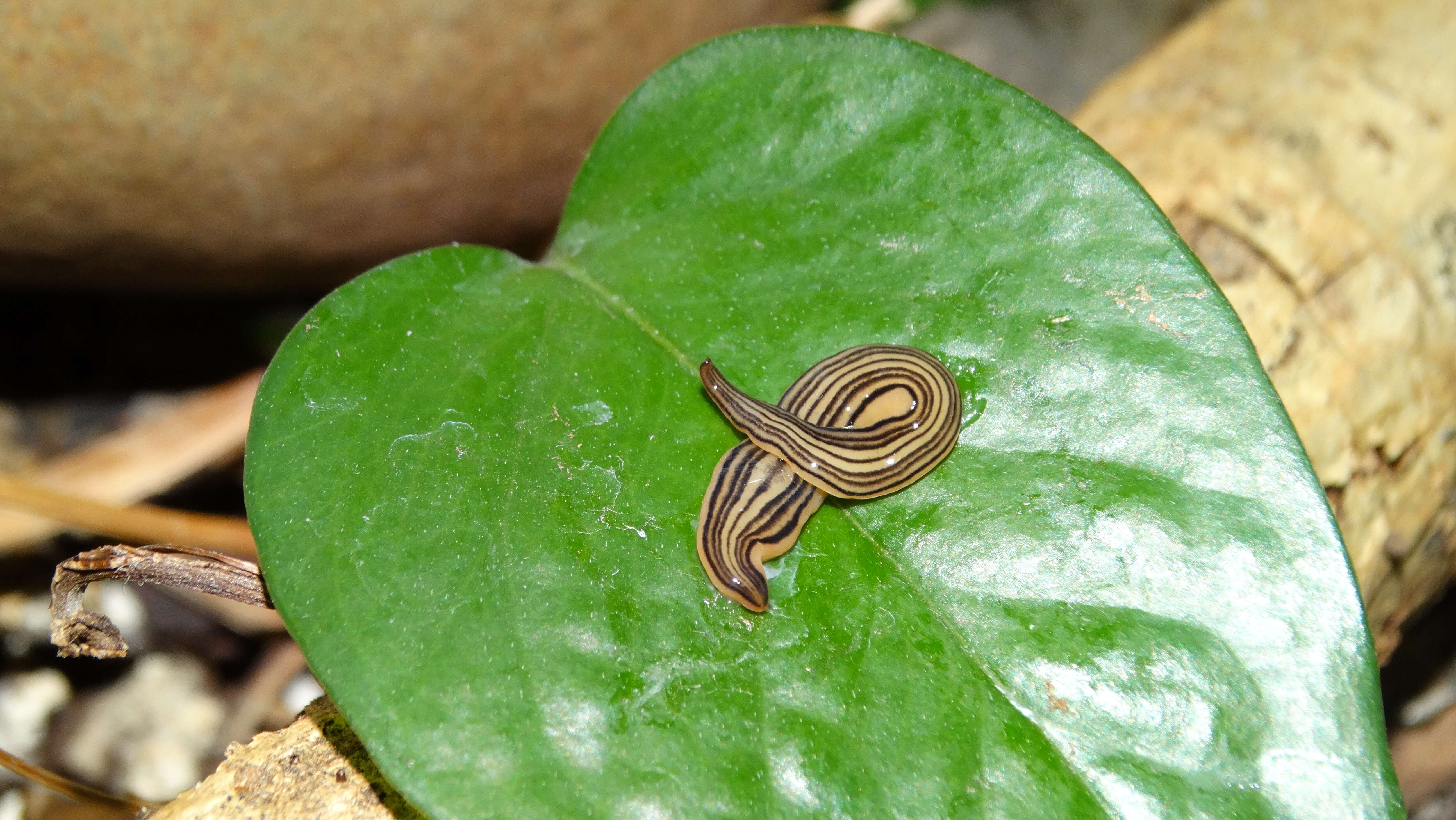 Image of Luteostriata abundans (Graff 1899)