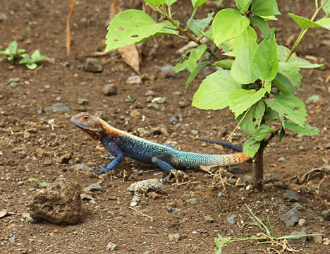 Image of Agama lebretoni Wagner, Barej & Schmitz 2009