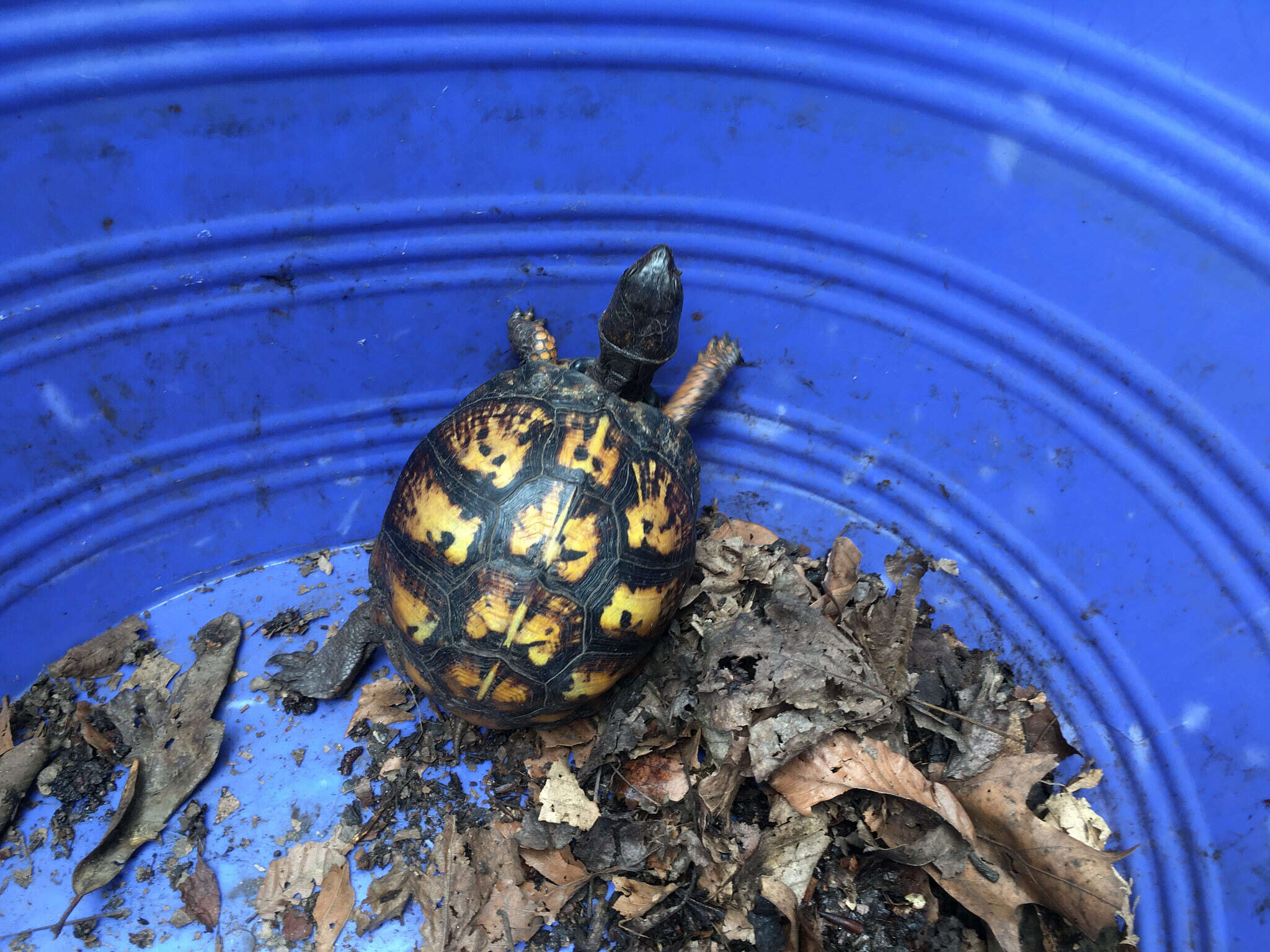 Image of American Box Turtle