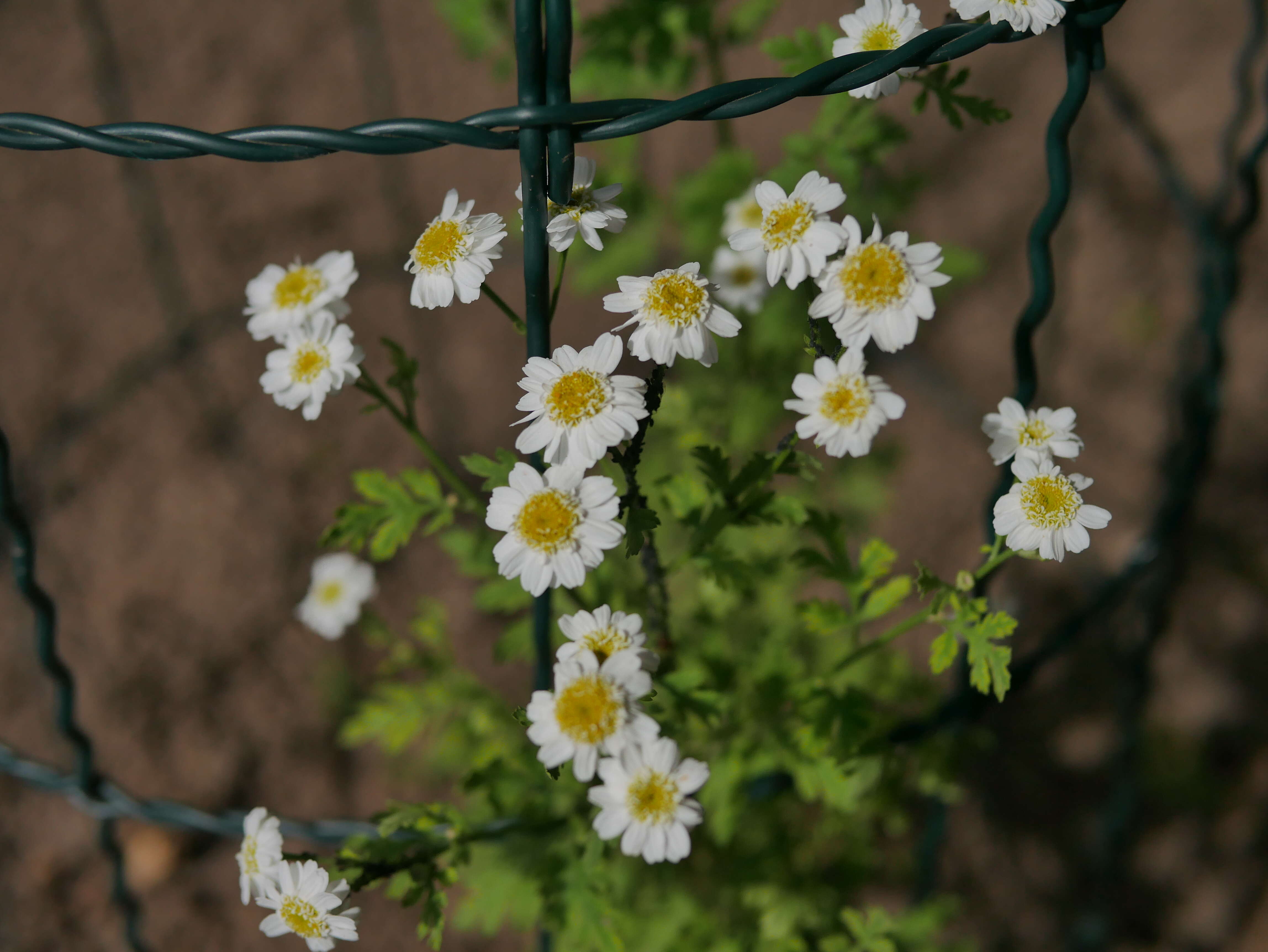 Image of feverfew