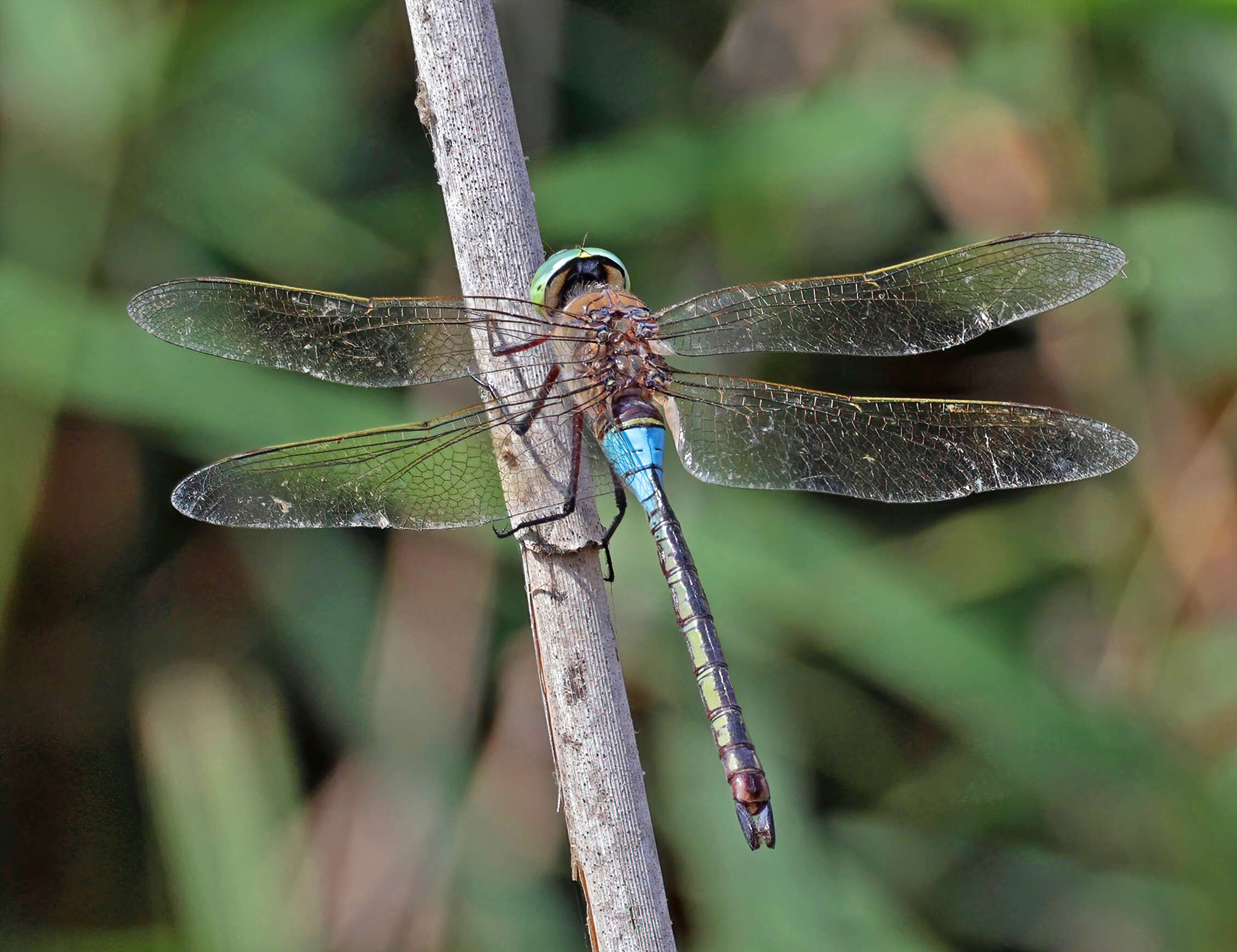 Image of Lesser Emperor