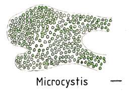 Image de Microcystis Lemmermann 1907