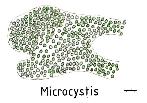 Image of Microcystis Lemmermann 1907