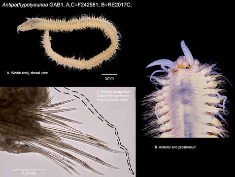 Image of polynoid scaleworms