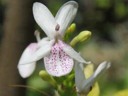 Pseuderanthemum maculatum (Lodd.) I. M. Turner resmi