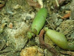 Sedum rubrotinctum R. T. Clausen resmi