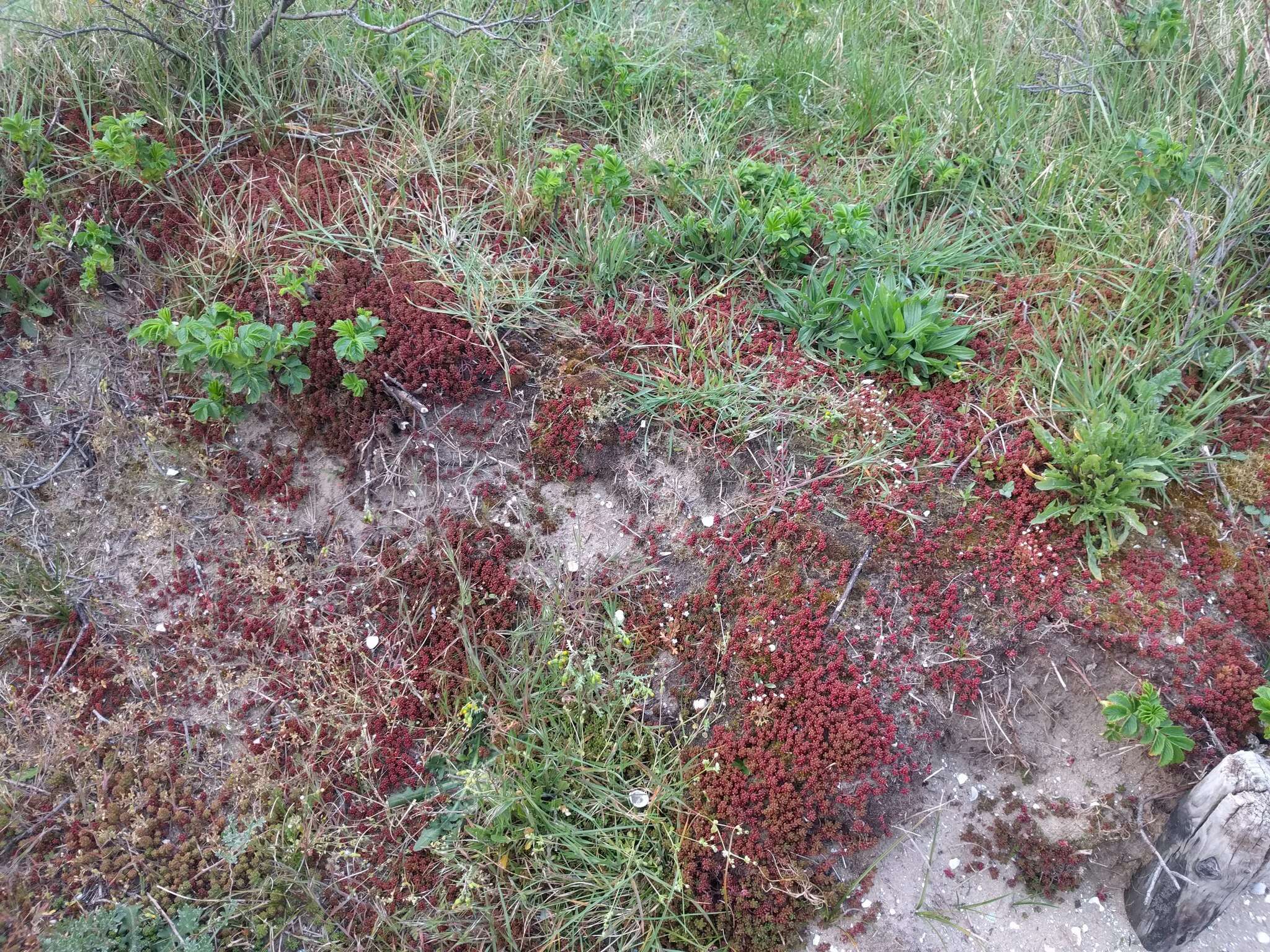 Image of White Stonecrop