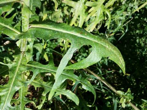 Image of marsh sow-thistle