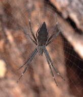 Imagem de Argiope ocyaloides L. Koch 1871